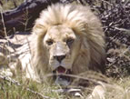 Image of lion